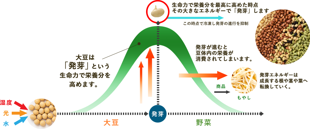 発芽大豆の栄養素 図